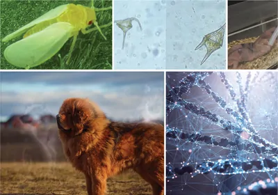 5 images related to stories highlighted in the article, including DNA strand, insect, and dog 5 images related to stories highlighted in the article, including DNA strand, insect, and dog